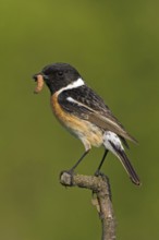 Stonechat, (Saxicola torquata), foraging, male, Bad Dürkheim district, Eich, Rhineland-Palatinate,