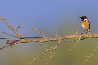 Stonechat, (Saxicola torquata), foraging, male, Bad D¸rkheim district, Eich, Rhineland-Palatinate,