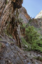 Wet sandstone rock face along the Weeping Rock Trail in Zion National Park, Utah