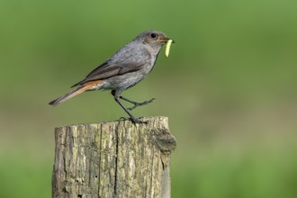 Black redstart (Phoenicurus ochruros gibraltariensis) female, first calendar year male perched on