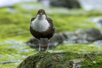 White-throated dipper, Central European dipper (Cinclus cinclus aquaticus) on rock in stream, river