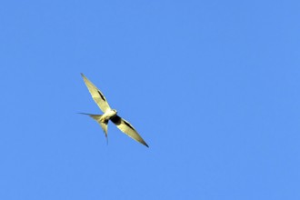 Swallow-tailed Kite, (Chelictinia riocourii), also Scissor-tailed Kite, African Swallow-tailed