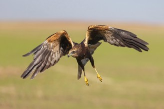 Western marsh-harrier (Circus aeruginosus), Hides de El Taray / Raptor Hide, Villafranca de los