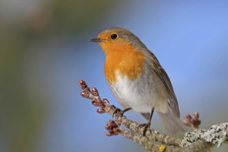 Robin, (Erithacus rubecula), Battenberg, Tiszaalpár, Kiskunsági National Park, Bács-Kiskun,