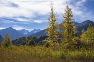 Moor in autumn, moor pond near Oberstdorf, Oberallgäu, Allgäu, Bavaria, Germany, Europe