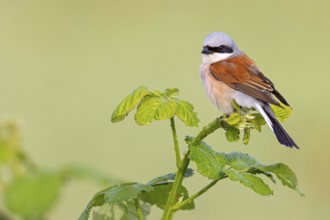 Red-backed shrike, red-backed shrike, thorn-backed shrike, family of shrikes, (Lanius collurio),