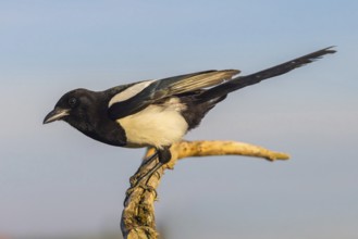 European magpie (Pica pica), perch, Ormoz area, Ormoz, Podravska, Slovenia, Europe