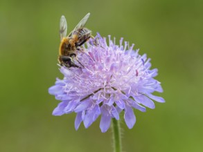 Fly, hoverfly, insect, (Eristalis horticol), Black Forest, Feldberg region, Baden-Württemberg,