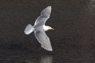 Glaucous gull (Larus hyperboreus), Norway, Spitsbergen, aerial photograph, Longyearbyen, Svalbard /