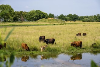 Herd of Hecker cattle in the Kiebitzwiese nature reserve, on the territory of the town of