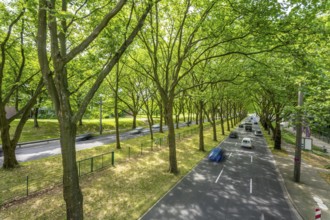 The B1, Rheinlanddamm Straße in Dortmund, an avenue of plane trees, two-way traffic in both