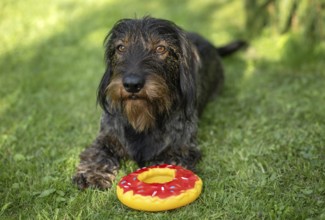 Rough-haired dachshund (Canis lupus familiaris) puppy, male, 3 years, lying in a meadow, toy,