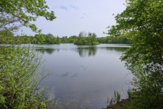 A quiet lake with a clear reflection of the surrounding green trees under a blue sky, spring,