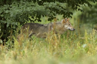 Wolf (Canis lupus), in forest, summer, Germany, Europe