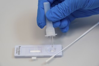 Covid-19 rapid test, antigen test, the abrasion of the swab is dissolved in a liquid and applied to