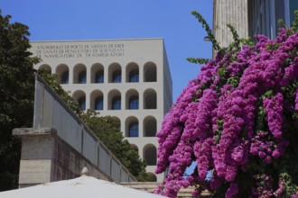 Butterfly bush, Buddleja davidii, butterfly bush, at the Palazzo della Civilta Italiana, Palace of