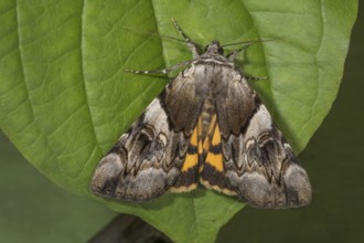 Yellow bands underwing (Catocala fulminea) on a green leaf, Baden-Württemberg, Germany, Europe