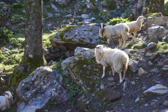 Three sheep standing on stony ground in the forest, Palea Roumata, Lefka Ori, White Mountains,