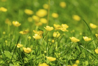 Yellow buttercup (Ranunculus) glow in the spring sun in a meadow, Ternitz, Lower Austria, Austria,