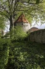 Powder tower and town wall, Bad Langensalza, Thuringia, Germany, Europe