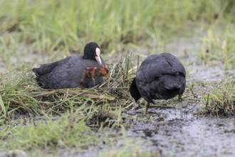 Common coots (Fulica atra) with chicks, Lower Saxony, Germany, Europe