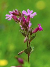 Red campion (Silene dioica), Berchtesgaden National Park, Ramsau, Berchtesgadener Land, Bavaria,