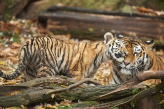 Close-up of Siberian tiger or Amur tiger (Panthera tigris altaica) mother with her youngster in