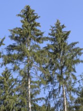 Two trees European spruce (Picea abies) carry on branches of crown small cones spruce cones pine