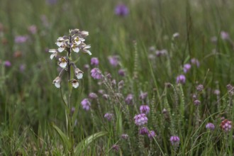 Marsh helleborine (Epipactis palustris), Emsland, Lower Saxony, Germany, Europe