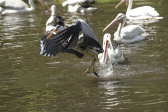 Grey heron (Ardea cinerea) snatches a fish from a australian pelican (Pelecanus conspicillatus),