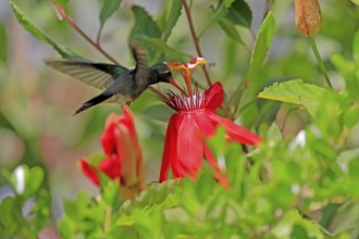 Broad-billed hummingbird (Cynanthus latirostris), adult, male, flying, on flower, foraging, Sonoran