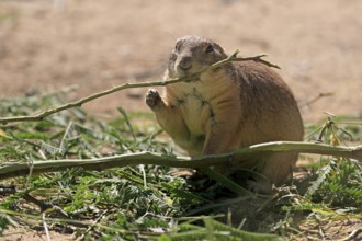 Black-tailed prairie dog (Cynomys ludovicianus), adult, feeding, foraging, Sonoran Desert, Arizona,