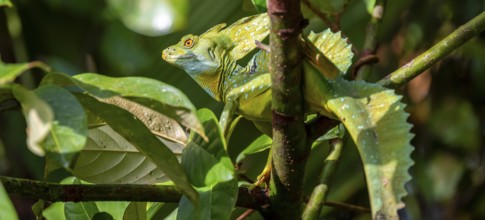 Plumed basilisk (Basiliscus plumifrons), adult male sitting on a branch, Tortuguero National Park,