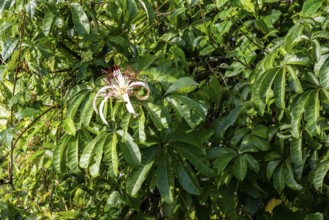 White blossom in the rainforest, dense vegetation, Tortuguero National Park, Costa Rica, Central