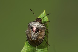 Macro photograph of a Schiller bug (Eysacoris venistissimus) sitting on the tip of a leaf and