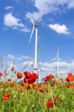 Wind farm, field with flower strips, insect-friendly border of fields with mixed flowers, poppies,