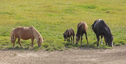 Horses, ponies, foals, pasture, Burgstemmen, Lower Saxony, Germany, Europe