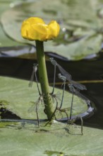 Azure damselflies (Coenagrion puella) laying eggs, Emsland, Lower Saxony, Germany, Europe