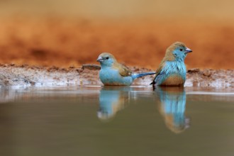 Angolan butterfly finch (Uraeginthus angolensis), blue-eared butterfly finch, adult, two birds, at