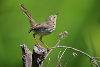 Spotted Prinia (Prinia maculosa), adult, in perch, Kirstenbosch Botanical Gardens, Cape Town, South