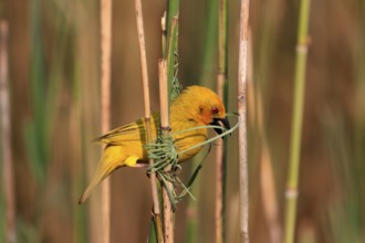 Eastern golden weaver (Ploceus subaureus), adult, male, starts nesting, Saint Lucia Estuary,