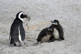 African penguin (Spheniscus demersus), adult with two chicks, nesting material, Beach, Simonstown,