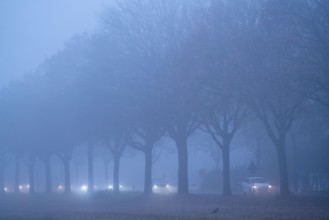 Country road B 57 near Erkelenz, autumn, fog, rainy weather, tree-lined avenue, wet road, North