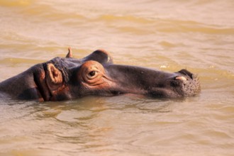 Hippopotamus (Hippopatamus amphibius), adult, in water, resting, portrait, Saint Lucia Estuary,