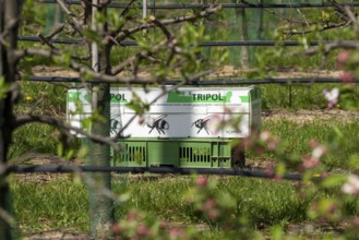 Bumblebee box, with three bumblebee colonies, for pollination of outdoor crops, here apple trees,