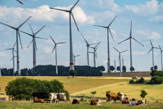 Wind farm near the East Westphalian town of Energiestadt Lichtenau, cows on a pasture, over 80 wind