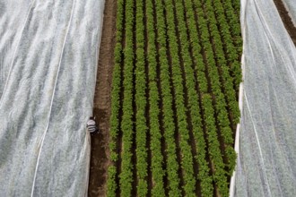 Potato field, fleece cover is removed, the fleece is intended to protect against weather