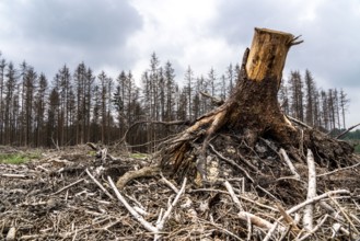 Forest dieback in the Arnsberg Forest nature park Park, over 70 per cent of the spruce trees are