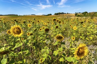 Sunflower field south-east of Nideggen, in the Rureifel, North Rhine-Westphalia, Germany, Europe