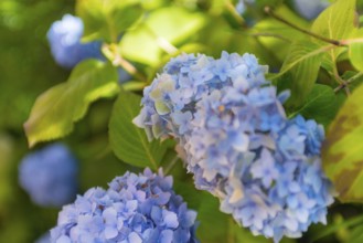 Bigleaf hydrangea (Hydrangea macrophylla), also known as garden hydrangea, flowering hydrangea,